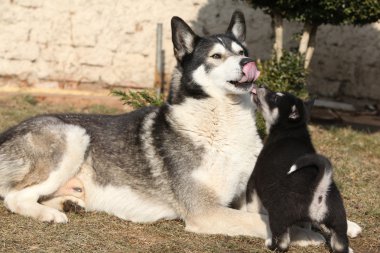 Alaskan malamute üst köpek yavrusu