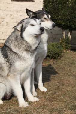 muhteşem Ah malamutes Bahçe