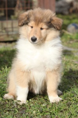 viski collie bahçede oturma sevimli köpek