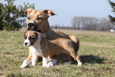şaşırtıcı stafford kaltak onun köpek yavrusu