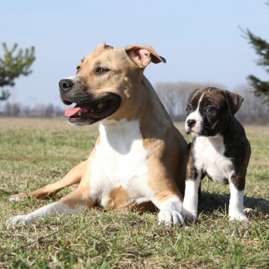şaşırtıcı stafford kaltak onun köpek yavrusu