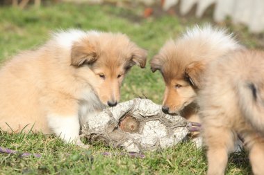 çok güzel bir viski collie yavrusu