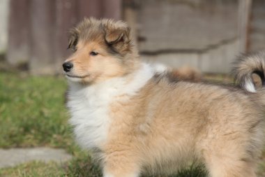viski collie Bahçe, muhteşem köpek yavrusu