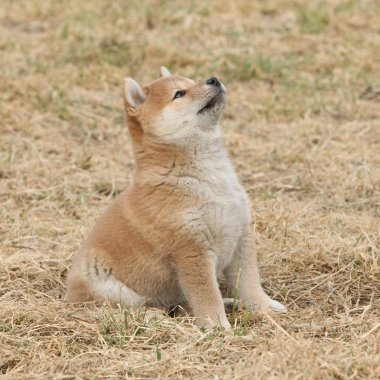 Beautiful puppy of Shiba inu clipart