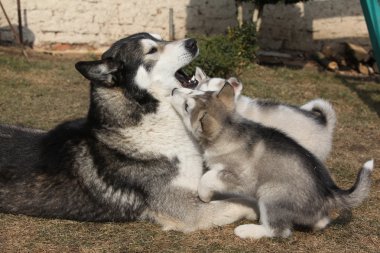 Alaskan malamute üst kukla ile
