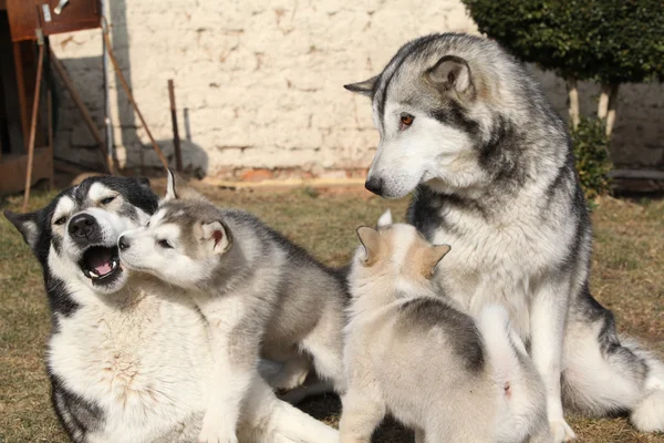 Alaskan malamute parents with puppies — Stock Photo, Image