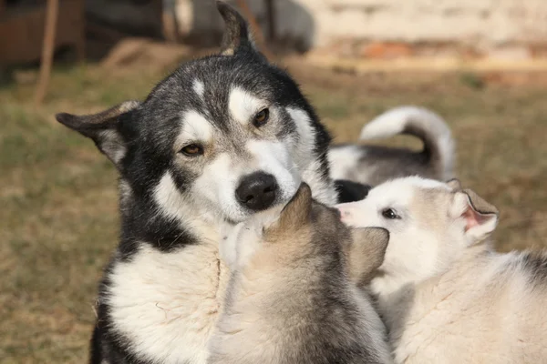 Alaska malamute padre con cachorros — Foto de Stock