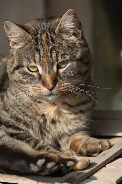 Beautiful cat lying and looking at you — Stock Photo, Image