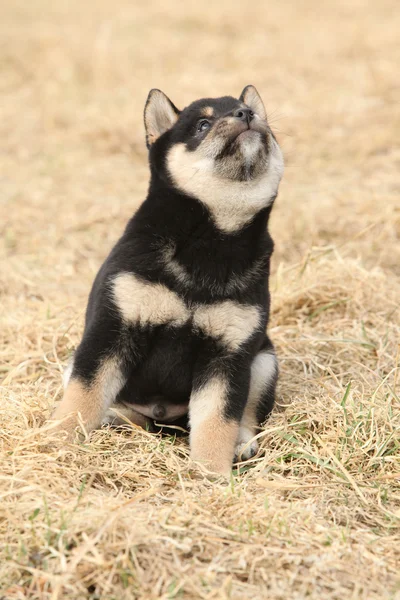 漂亮的小狗的 shiba inu — 图库照片