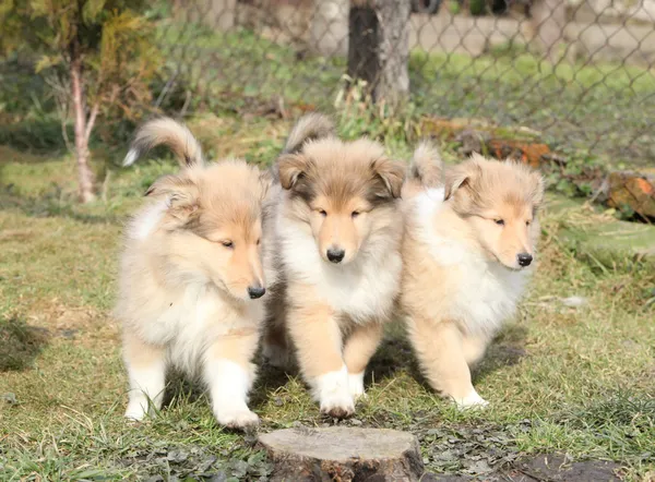 Grupo de cachorros Scotch Collie correndo juntos — Fotografia de Stock