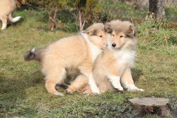 Gorgeous Scotch Collie puppies — Stock Photo, Image
