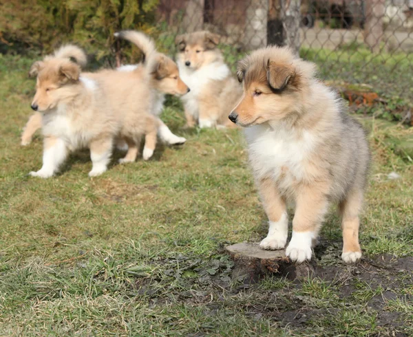 Gorgeous Scotch Collie puppies — Stock Photo, Image