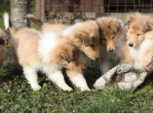 Group of Scotch Collie puppies playing outside — Stock Photo, Image