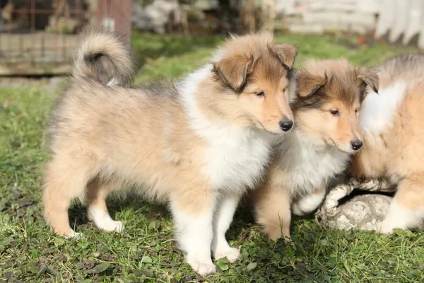 Prachtige Schotse collie pups — Stockfoto