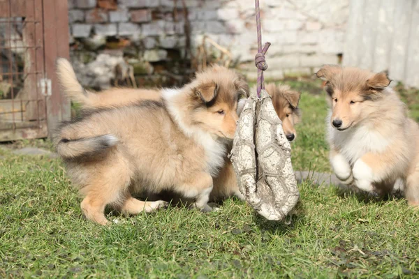 Groupe de chiots Scotch Collie jouant à l'extérieur — Photo