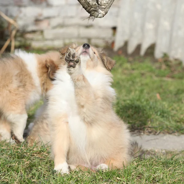 Bonito cachorro Scotch Collie brincando com brinquedo — Fotografia de Stock