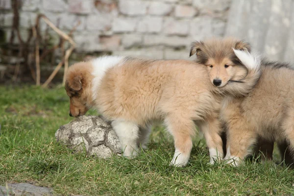 Underbara scotch collie valpar — Stockfoto