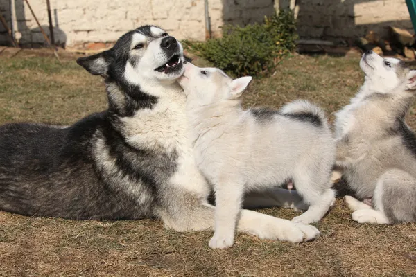 Alaskan malamute parent with puppies — Stock Photo, Image