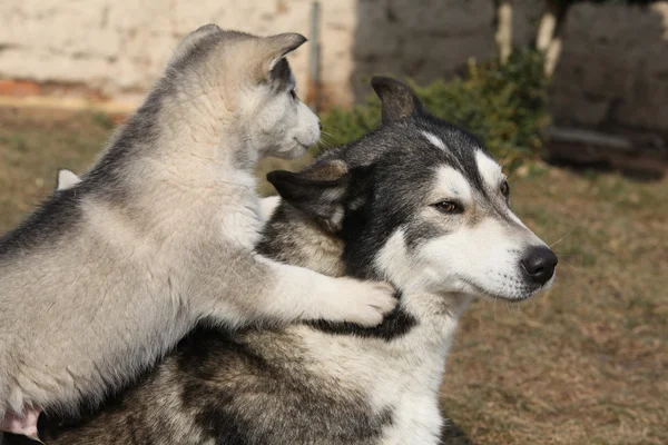 阿拉斯加雪橇犬幼犬的父母 — 图库照片
