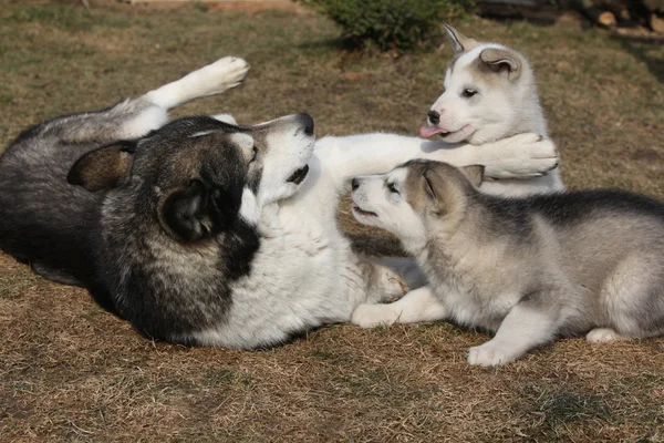 Alaskan genitore malamute con cuccioli — Foto Stock