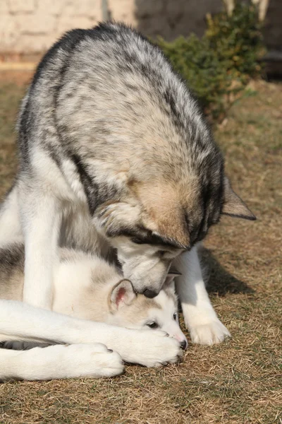 阿拉斯加雪橇犬父与小狗 — 图库照片