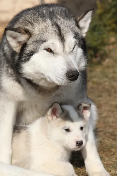 Alaskan malamute parent with puppy — Stock Photo, Image