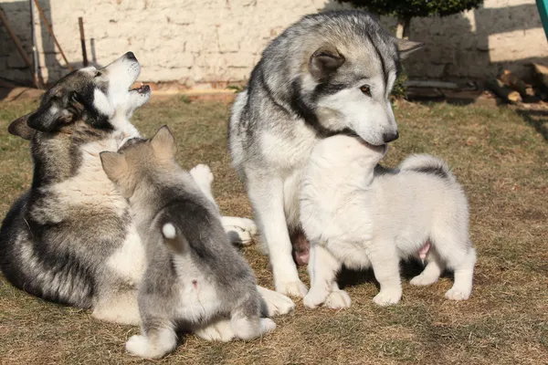 Alaskan malamute parents with puppies — Stock Photo, Image