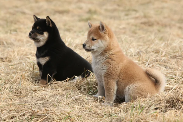 Två valpar av shiba inu tillsammans — Stockfoto