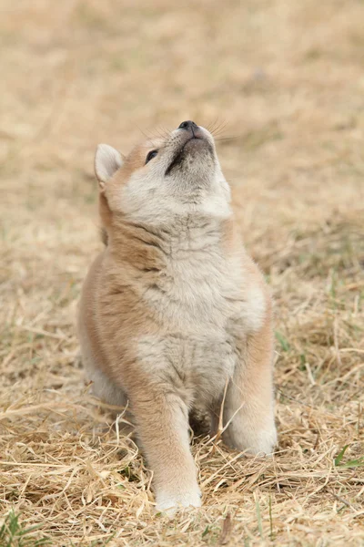 Piękny szczeniak shiba inu — Zdjęcie stockowe