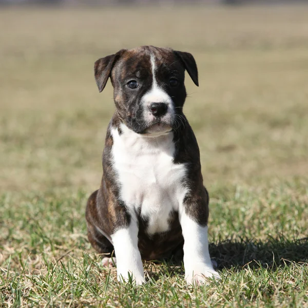 Beautiful little Stafford puppy sitting in the grass — Stock Photo, Image