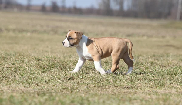 Incrível americano Staffordshire Terrier filhote de cachorro em movimento — Fotografia de Stock