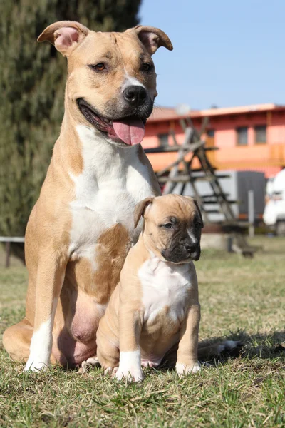 Nice Stafford with puppy sitting together in the grass — Stock Photo, Image