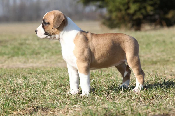 Hermoso perrito de American Staffordshire Terrier de pie — Foto de Stock