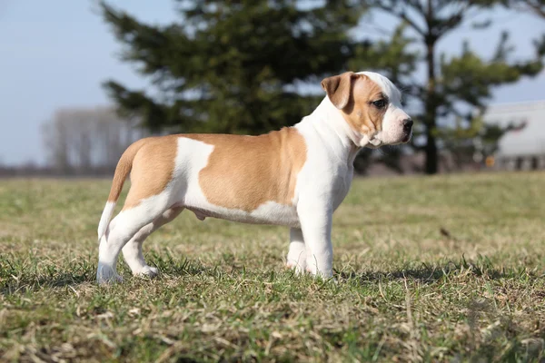 Anjing kecil yang cantik dari Amerika Staffordshire Terrier berdiri — Stok Foto