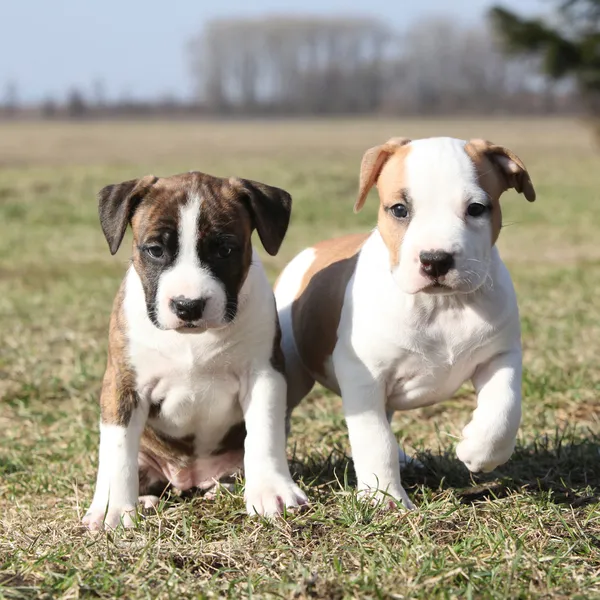 Dwa ładne szczenięta z sobą współpracować american staffordshire terrier — Zdjęcie stockowe