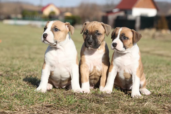 Tres lindos cachorros de Stafford sentados juntos — Foto de Stock