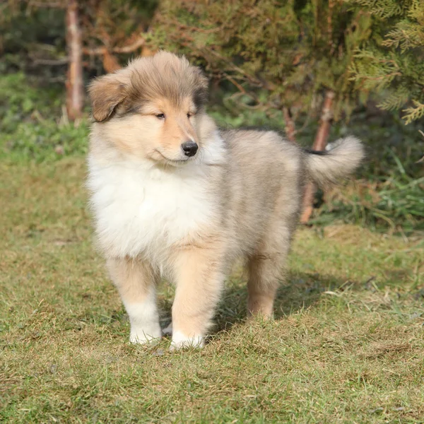 Splendido cucciolo di Scotch collie in giardino — Foto Stock