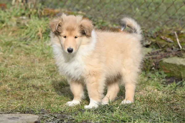 Gorgeous puppy of Scotch collie in the garden — Stock Photo, Image