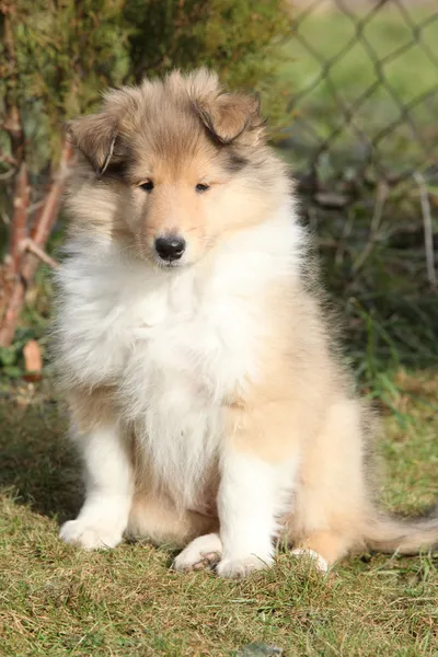 Adorable puppy of Scotch collie sitting in the garden — Stock Photo, Image