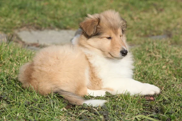 Amazing little puppy of Scotch collie lying — Stock Photo, Image