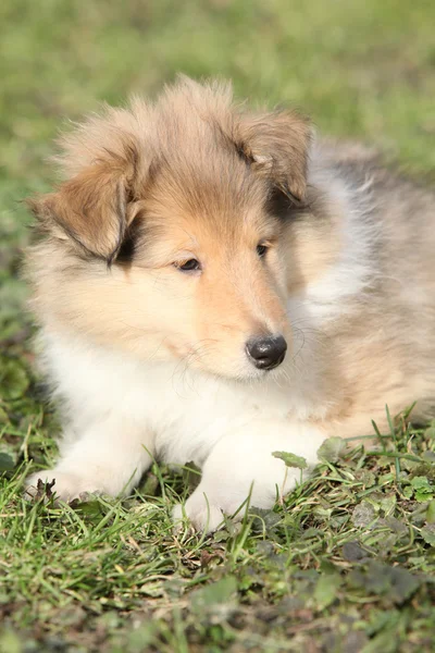 Fantastisk liten valp av scotch collie liggande — Stockfoto