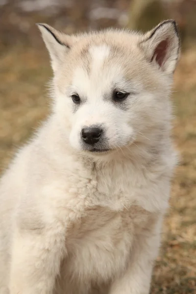 Portrét Aljašský malamut štěně — Stock fotografie
