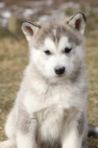 Porträt des alaskan malamute Welpen — Stockfoto