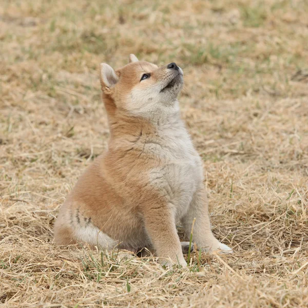 Красивый щенок Шибы Ину — стоковое фото
