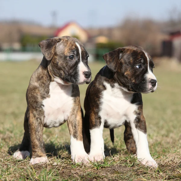 Two nice little puppies of American Staffordshire Terrier togeth — Stock Photo, Image