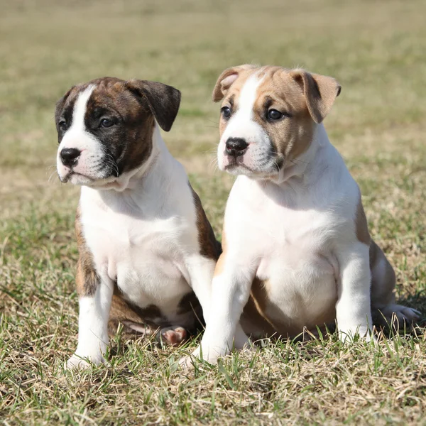 Due simpatici cuccioli di American Staffordshire Terrier insieme Foto Stock Royalty Free