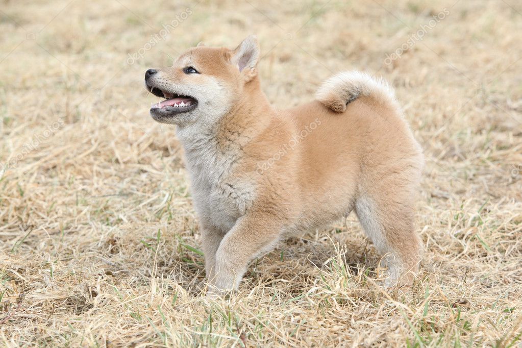 Amazing funny Shiba inu puppy Stock Photo by ©Zuzule 39685563 Amazing funny Shiba inu puppy Stock Photo by ©Zuzule 39685563