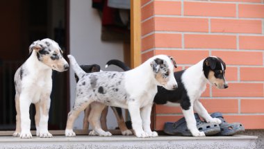 dış dünyayı kukla ilk gezi
