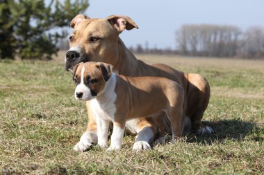 şaşırtıcı stafford kaltak onun köpek yavrusu