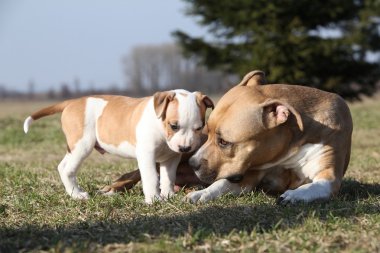 şaşırtıcı stafford kaltak onun köpek yavrusu